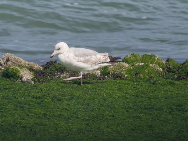 Zilvermeeuw (Larus argentatus)